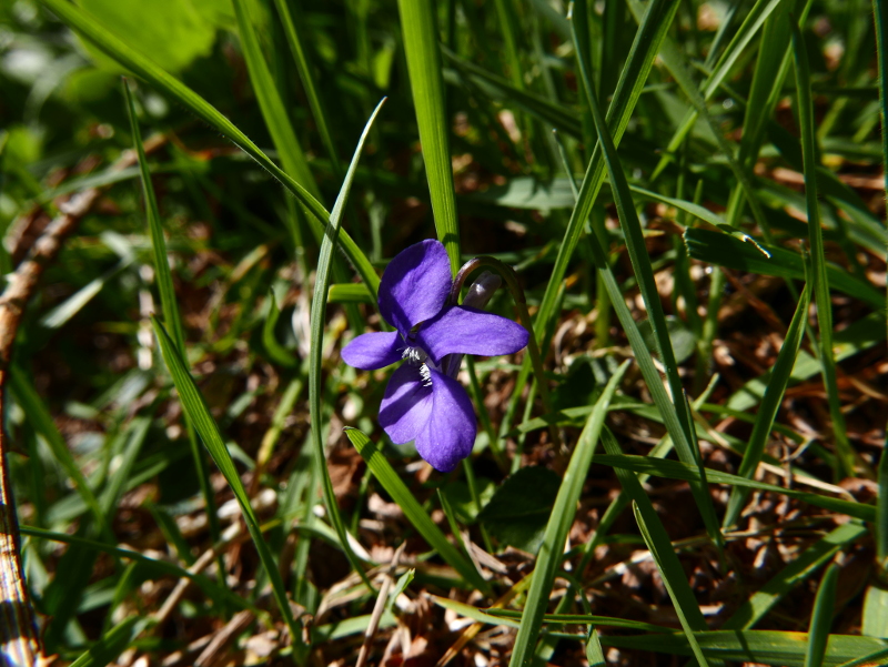 Common Dog-violet Viola riviniana bossan feeackle