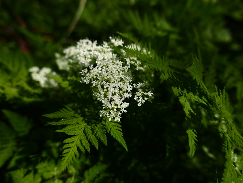 Cow Parsley Anthriscus sylvestris Costag feie