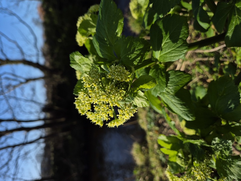 Alexanders Smyrnium olusatrum lus yn ollee