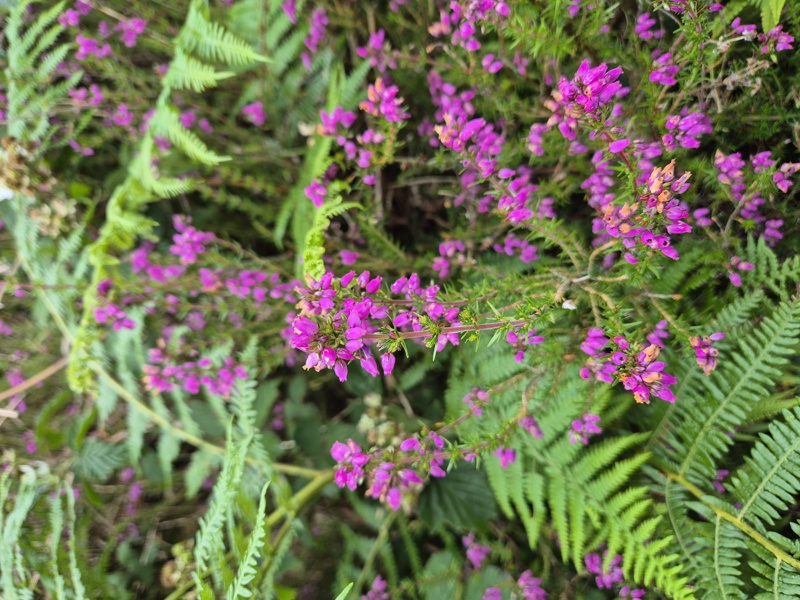 Bell Heather Erica cinerea freoagh clageenagh