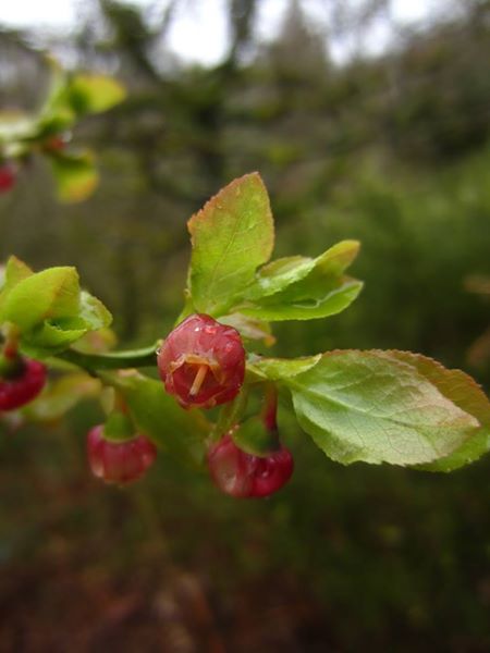 Bilberry Vaccinium myrtillus freoaghane