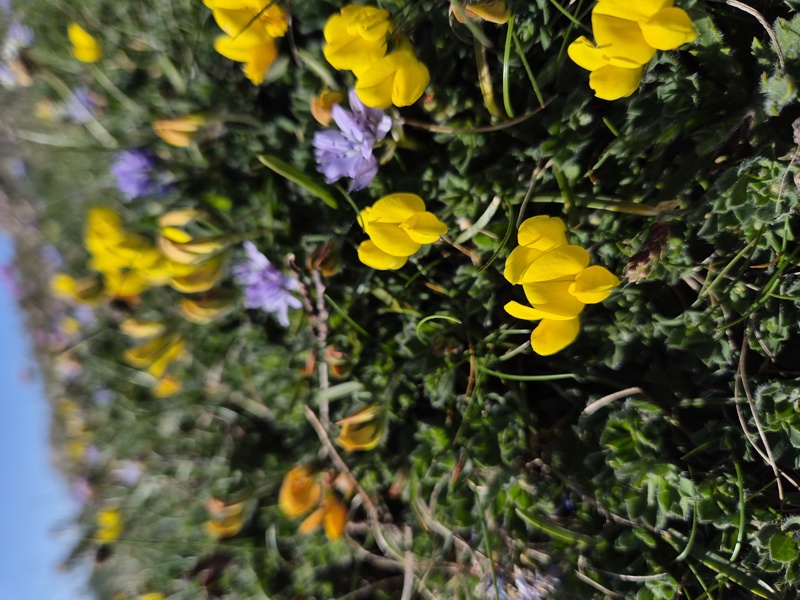 Bird's-foot Trefoil Lotus corniculatus Crouw-ein