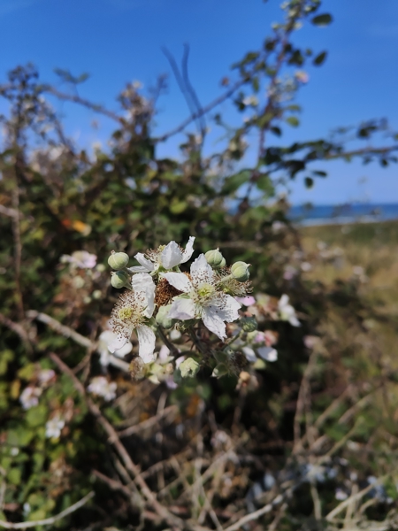 Blackberry Rubus fruticosus Seneyr