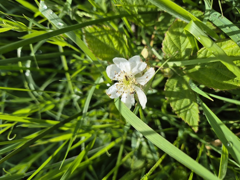 Blackberry Rubus fruticosus Seneyr