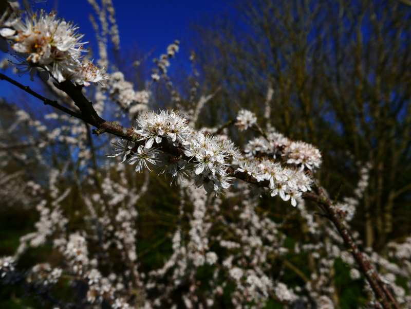 Blackthorn Prunus spinosa Drine arn