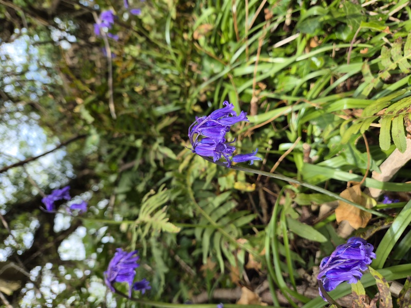 Bluebell Hyacinthoides non-scripta Gleih-muc