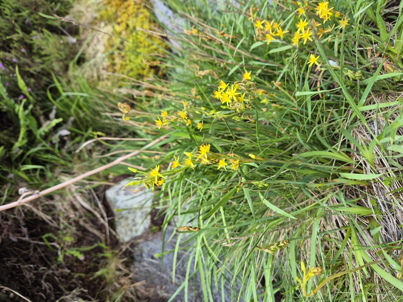 Bog Asphodel Narthecium ossifragum Lilee ny moaney
