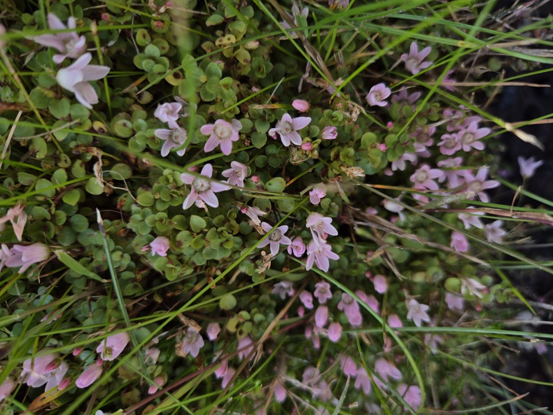 Bog Pimpernel Anagallis tenella Follagher curree