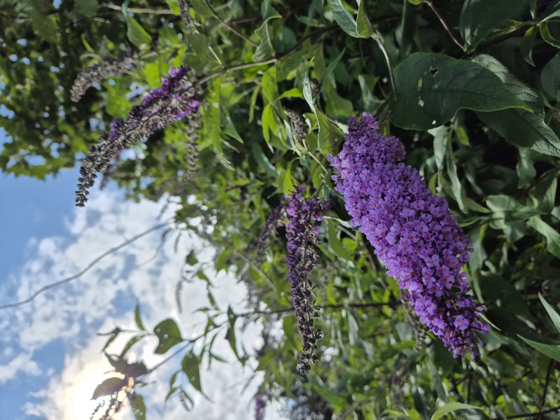 Buddleia Buddleja davidii Thammag y foillycan