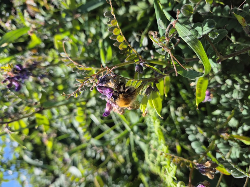 Bush Vetch Vicia sepium Pishyr ny thammagyn