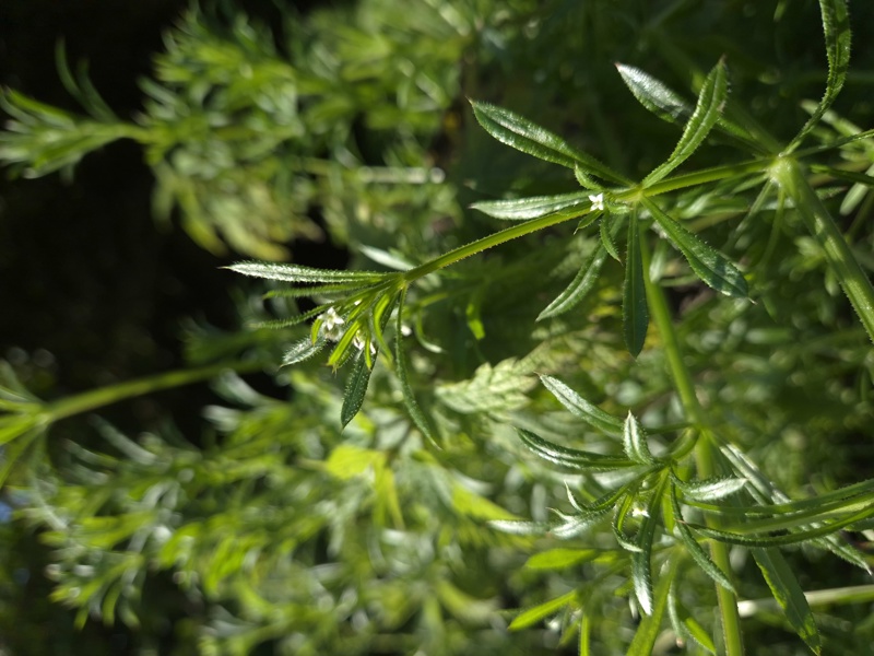 Cleavers Galium aparine Garvane-guiy