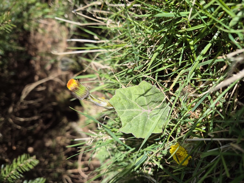 Coltsfoot Tussilago farfara cabbag ny hawin