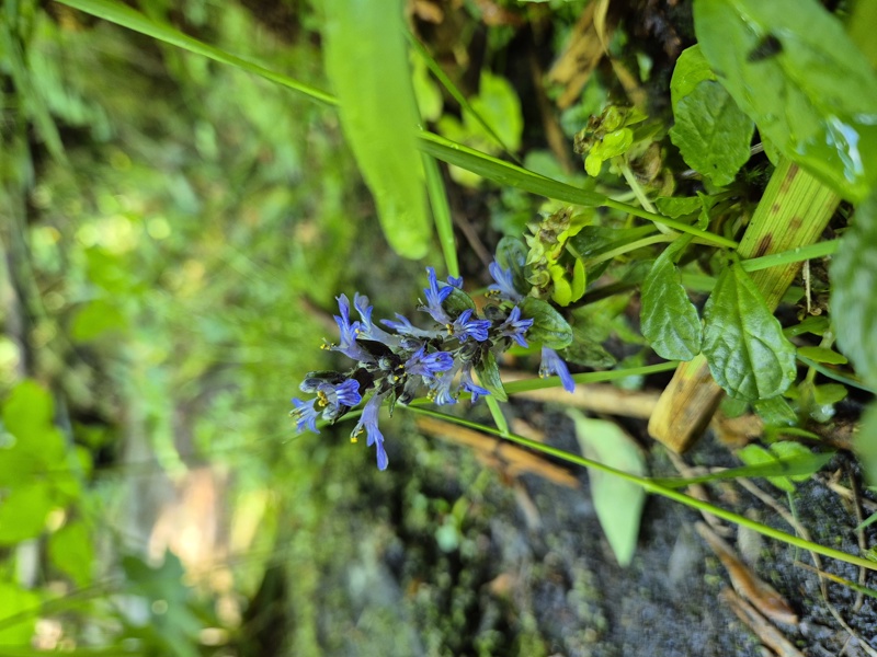 Common Bugle Ajuga reptans Glassyr keylley