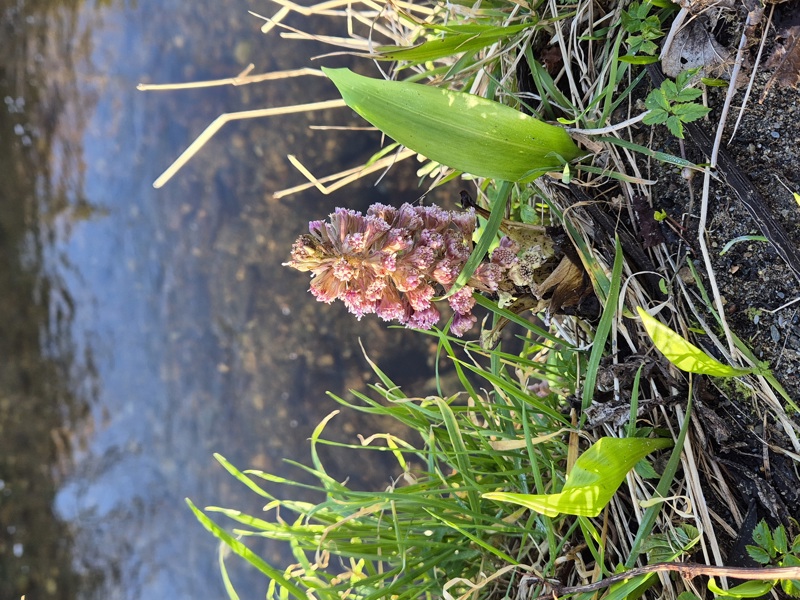 Common Butterbur Petasites Hybridus gallan mooar