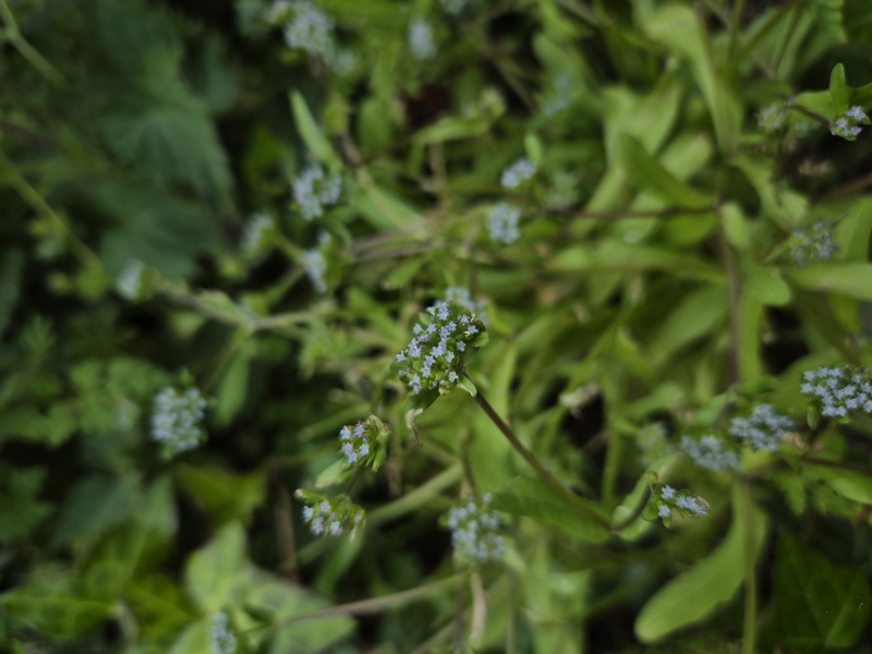 Common Cornsalad Valerianella locusta Glassan yn eayn