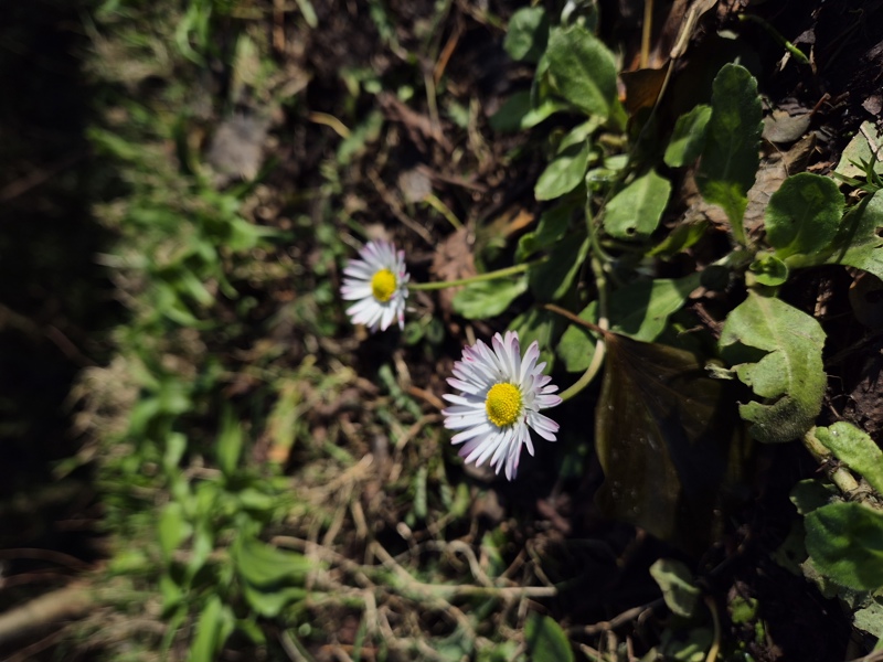 Common Daisy Bellis perennis Neaynin bane