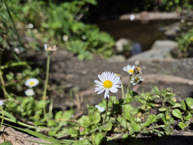 Common Daisy Bellis perennis Neaynin bane