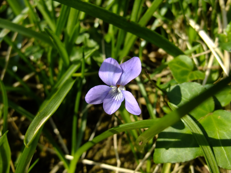 Common Dog-violet Viola riviniana bossan feeackle