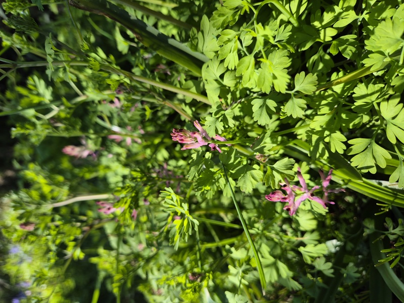 Common Fumitory Fumaria officinalis booa ghone