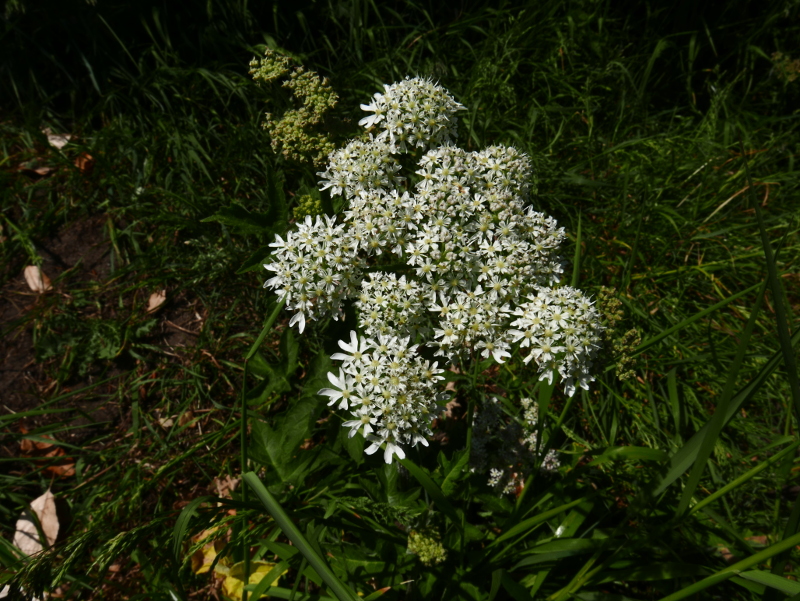 Common Hogweed Heracleum sphondylium Farrain