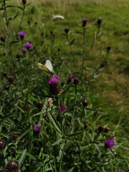 Common Knapweed Centaurea nigra lus-y-cramman doo