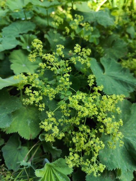 Common Lady's Mantle Alchemilla vulgaris Brattag-Voirrey