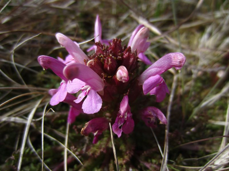 Common Lousewort Pedicularis sylvatica Lus ny meeylllyn veg