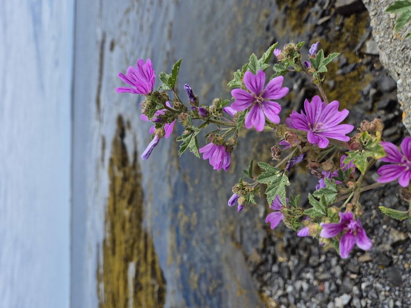 Common Mallow Malva sylvestris lus ny moyl Moirrey