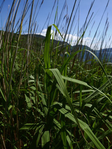 Common Reed Phragmites australis Cuirtlagh