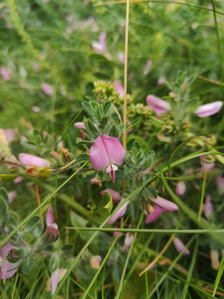 Common Restharrow Ononis repens streng bow