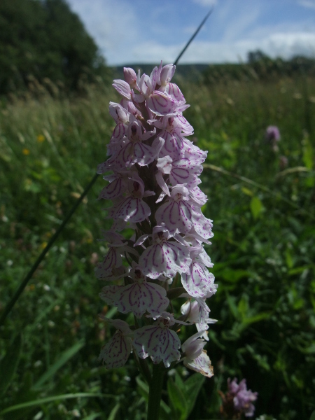 Common Spotted Orchid Dactylorhiza fuchsii Magglyn breckey