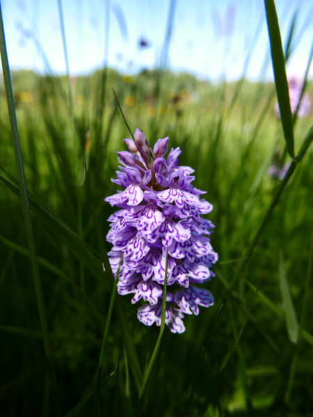 Common Spotted Orchid Dactylorhiza fuchsii Magglyn breckey