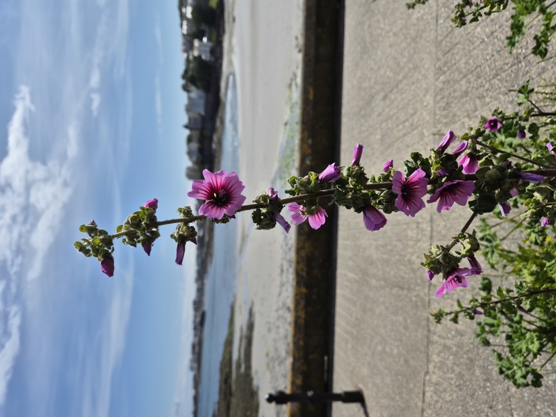 Common Tree Mallow Lavatera arborea Malley ard