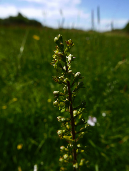 Common Twayblade Neottia ovata lus y daa ghuillag