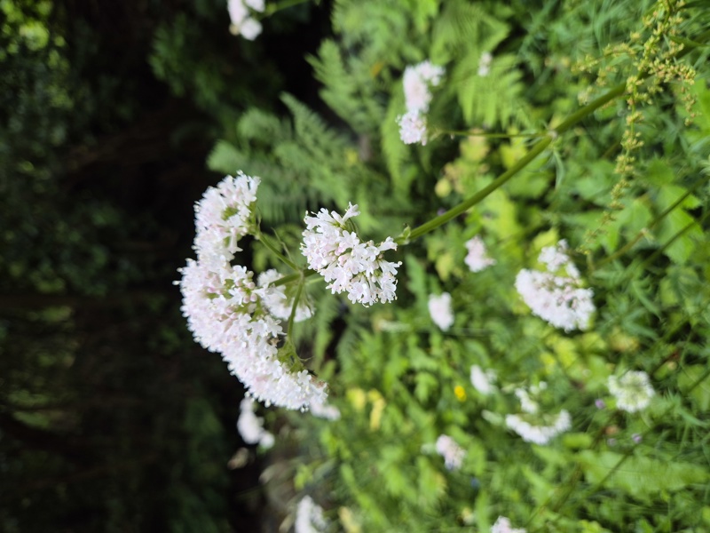 Common Valerian Valeriana officinalis kere lheeannagh