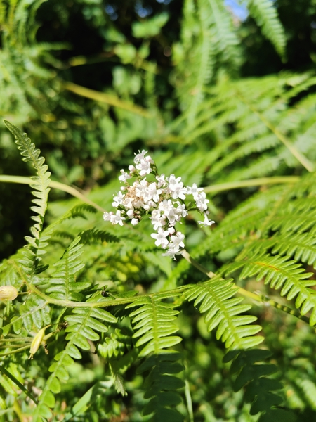 Common Valerian Valeriana officinalis kere lheeannagh