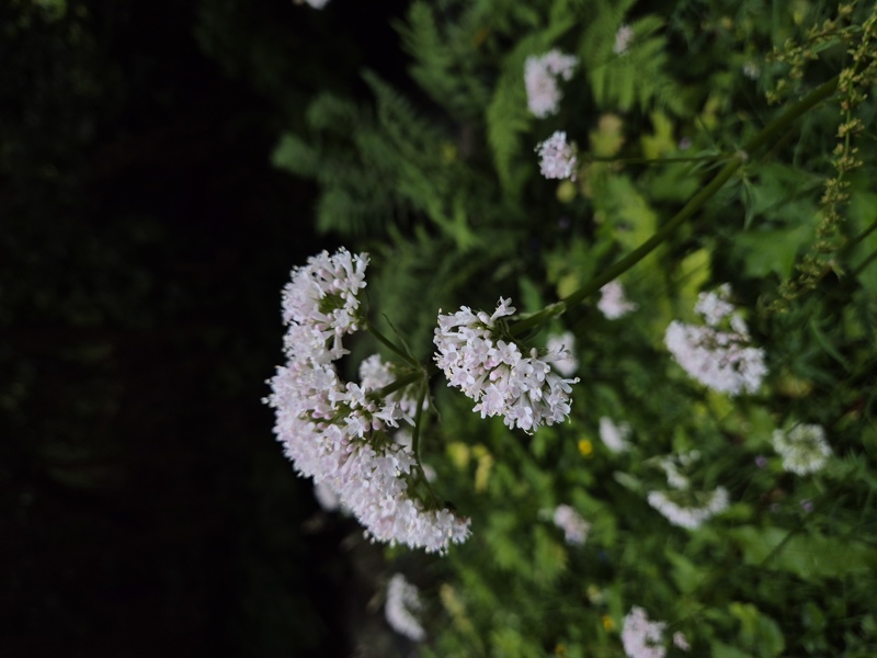 Common Valerian Valeriana officinalis kere lheeannagh