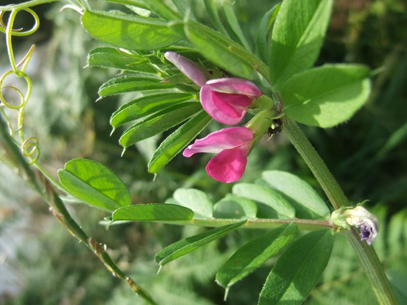 Common Vetch Vicia sativa pishyr chabbil