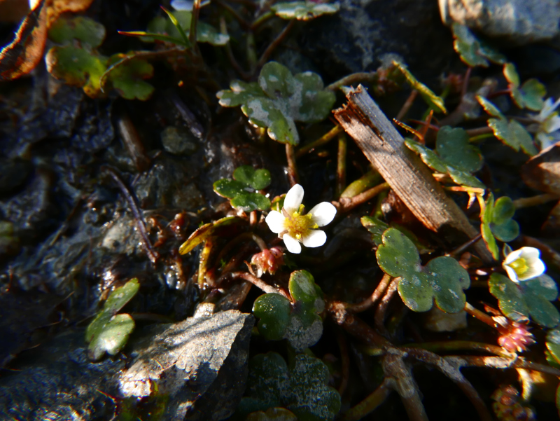 Common Water-Crowfoot Ranunculus aquatilis Neeal-ushtey cadjin