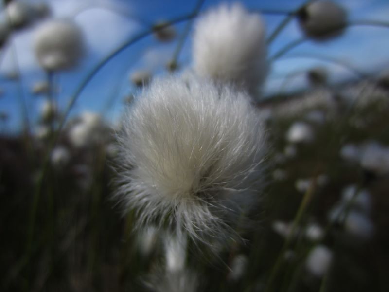 Cottongrass Eriophorum angustifolium Kione bane