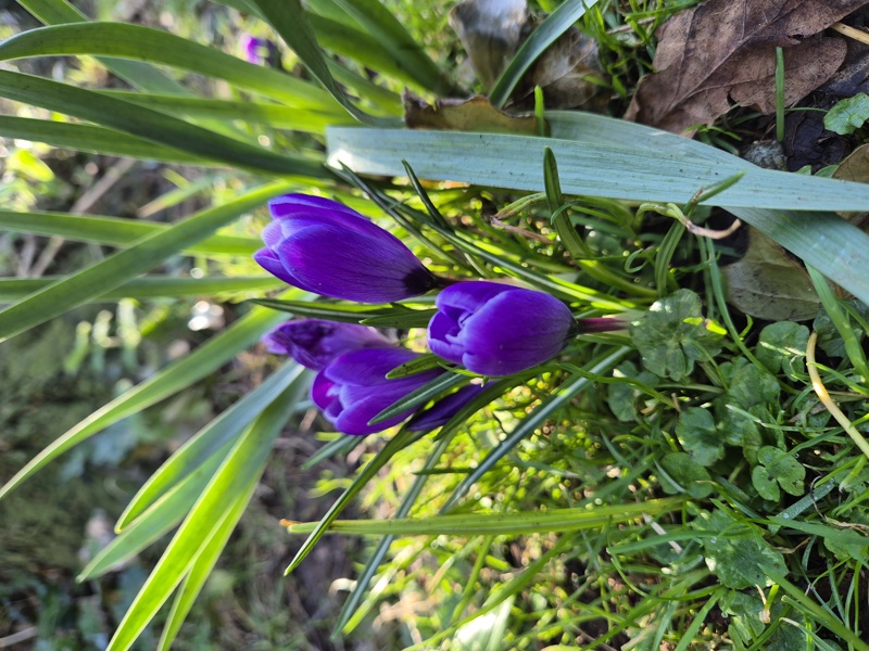 Crocus Crocus crocys