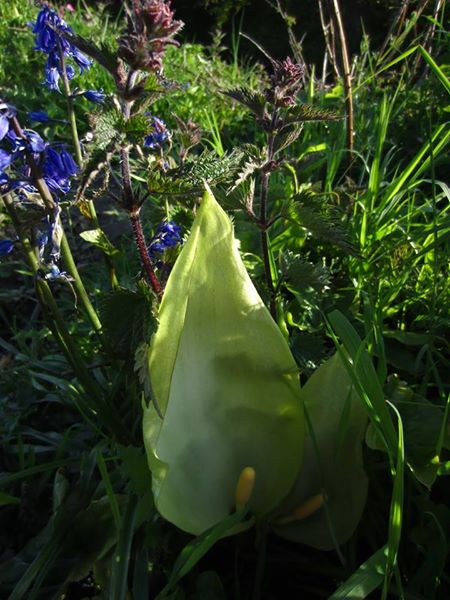Cuckoo-Pint Arum maculatum cleaysh-voddee veg