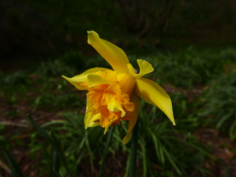 Daffodil (Van Sion) Narcissus pseudonarcissus lus y ghuiy Vanninagh