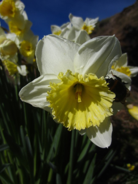 Daffodil Narcissus pseudonarcissus lus y ghuiy feie