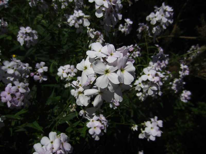 Dame's Violet Hesperis matronalis lus yn 'astyr