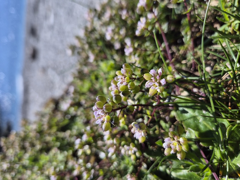Danish Scurvygrass Cochlearia danica Scurb Danvargagh