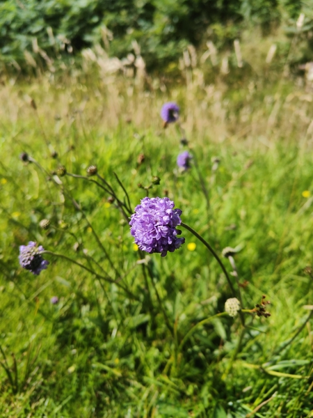 Devil's-bit Scabious Succisa pratensis lus y çhengey veg