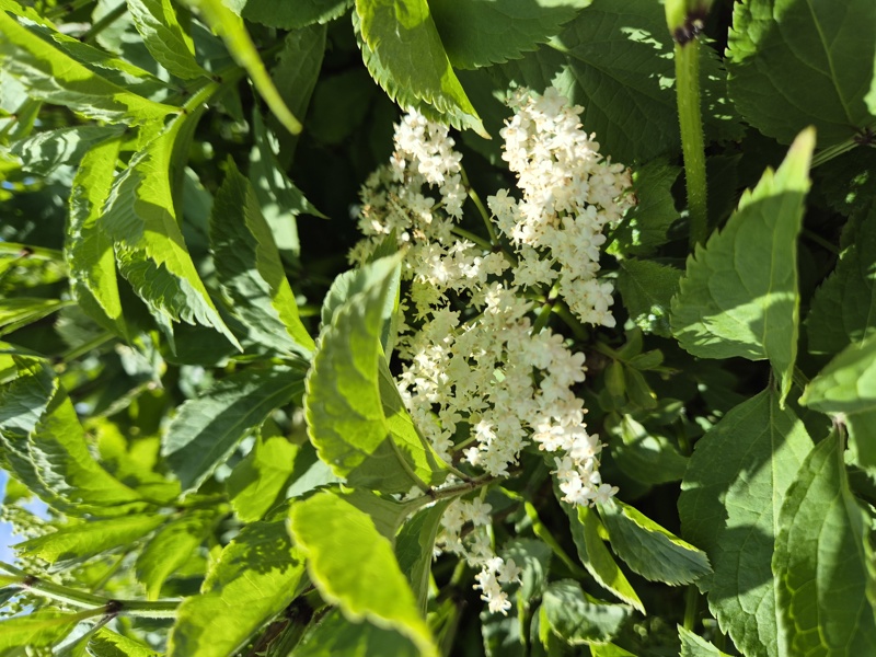 Elder Sambucus Tramman
