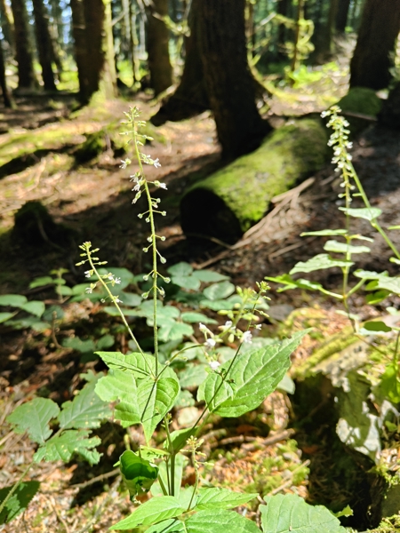 Enchanter's Nightshade Circaea lutetiana Unjaagagh