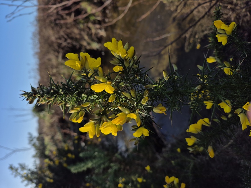 European Gorse Ulex europaeus aadjin